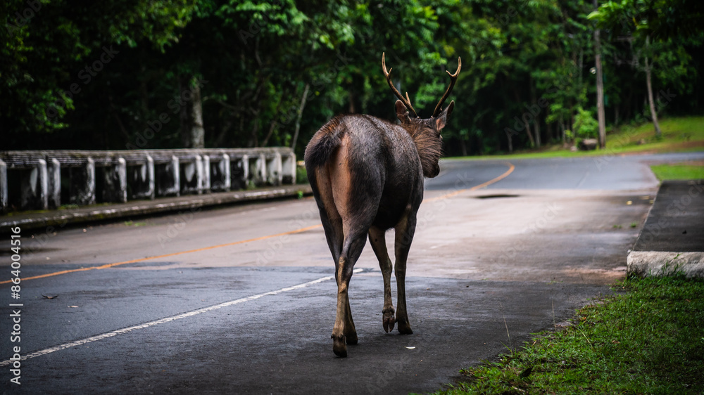 Wild deer walk on the road in Khao Yai National Park, World Heritage Forest, Thailand Wild deer walk on the road in Khao Yai National Park, World Heritage Forest, Thailand