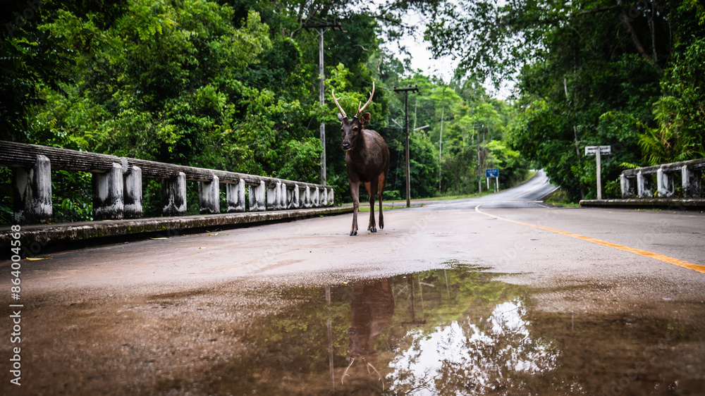 Wild deer walk on the road in Khao Yai National Park, World Heritage Forest, Thailand Wild deer walk on the road in Khao Yai National Park, World Heritage Forest, Thailand