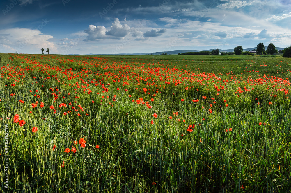 Poppies landscape near village Paszowice, Lower Silesia, Poland