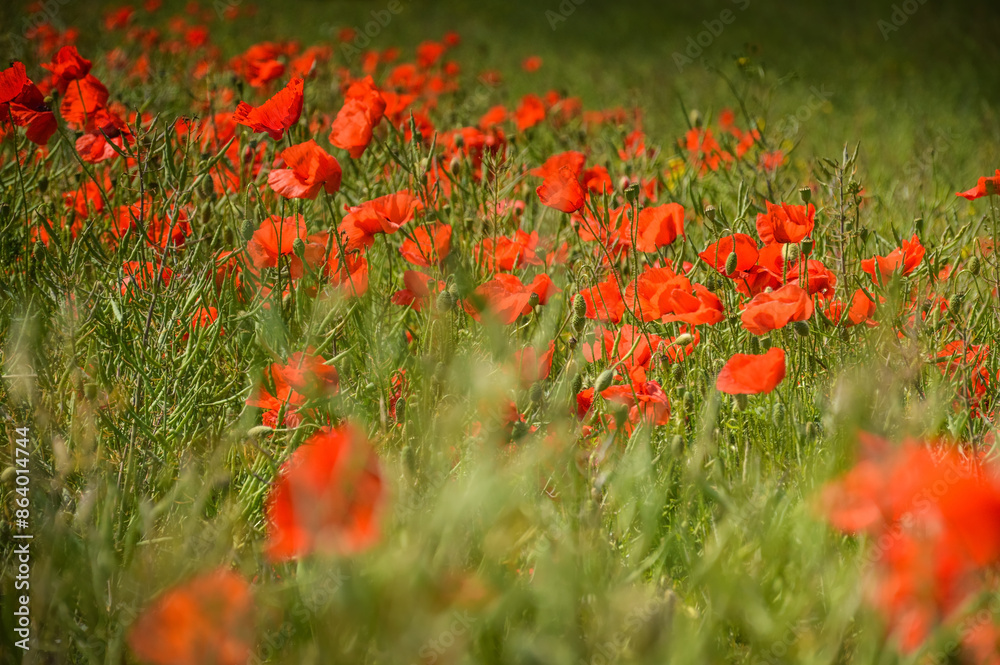 View of Poppy flowers during spring time, Lower Silesia, Poland
