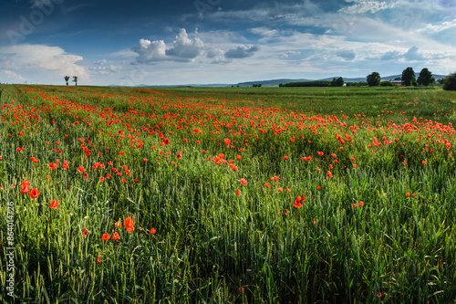 Obraz na płótnie Poppies landscape near village Paszowice, Lower Silesia, Poland w salonie