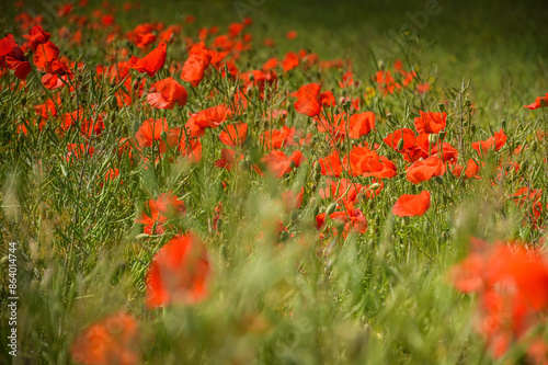 Obraz na płótnie View of Poppy flowers during spring time, Lower Silesia, Poland w salonie