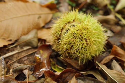 Castanea sativa, or sweet chestnut (aka Spanish chestnut), still in its prickly skin, on a bed of fallen dead autumn leaves at Nooroo Gardens in the Blue Mountains - Mount Wilson, Sydney, Australia photo