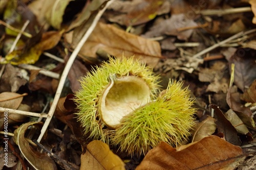 The empty, prickly outer skin of a castanea sativa, or sweet chestnut (aka Spanish chestnut) on a bed of fallen dead autumn leaves at Nooroo Gardens in the Blue Mountains - Mount Wilson, Sydney photo