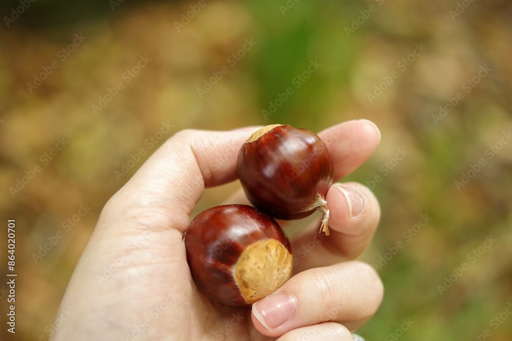 Woman’s hand holding chestnuts in palm of hand, focus on foreground with a blurred bokeh background of autumn foliage at Nooroo Gardens in the Blue Mountains - Mount Wilson, Sydney, New South Wales Woman’s hand holding chestnuts in palm of hand, focus on foreground with a blurred bokeh background of autumn foliage at Nooroo Gardens in the Blue Mountains - Mount Wilson, Sydney, New South Wales