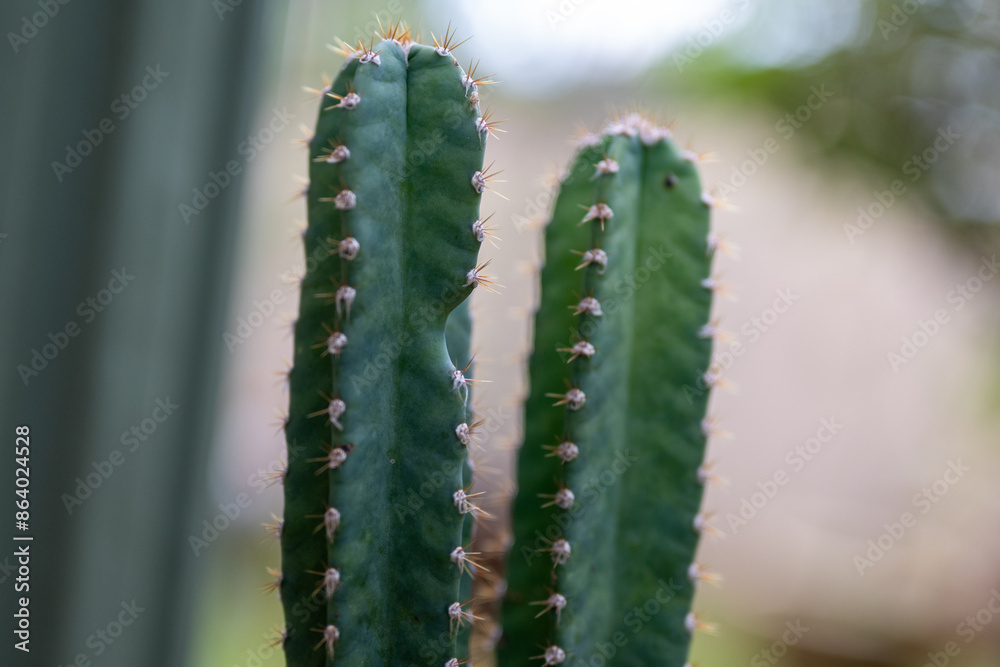 A vibrant collection showcasing a variety of lush green plants, both indoors and outdoors.
A vibrant collection showcasing a variety of lush green plants, both indoors and outdoors.