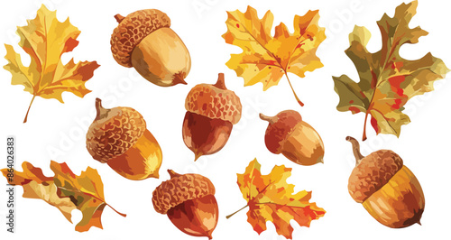 acorn watercolor clipart	