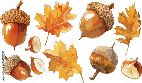 acorn watercolor clipart	