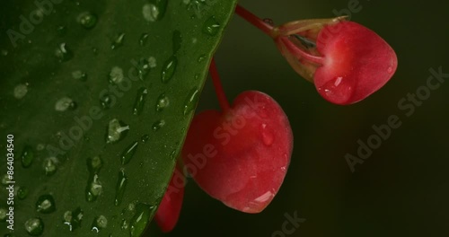 Begonia maculata Raddi  is a species of begonia native to southeast Brazil photo