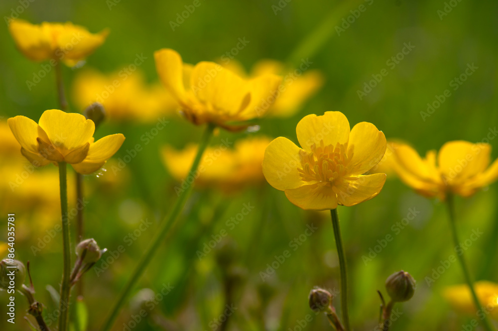 Wild yellow flower on the field Wild yellow flower on the field