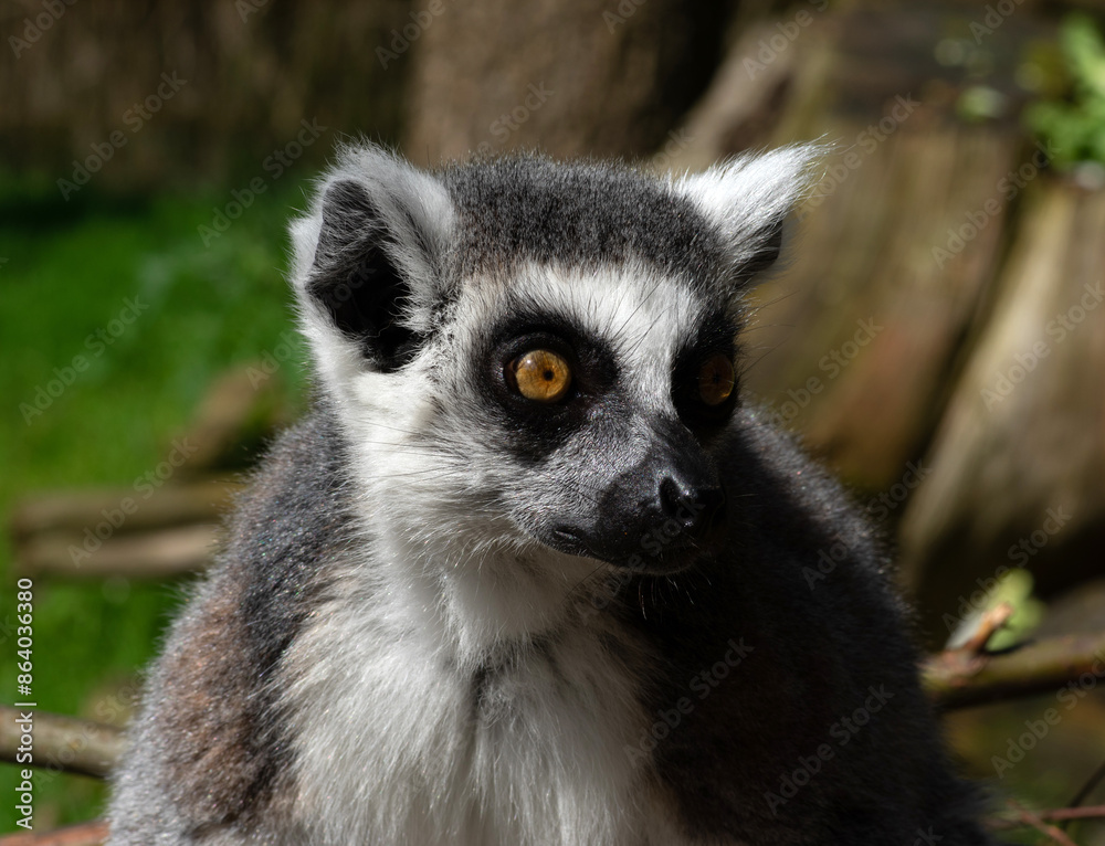 Obraz premium Ring-tailed lemur (Lemur catta) portrait