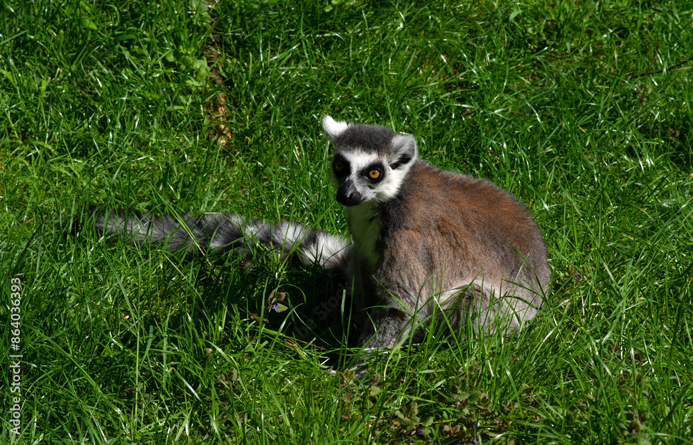 Ring-tailed lemur (Lemur catta) portrait Ring-tailed lemur (Lemur catta) portrait