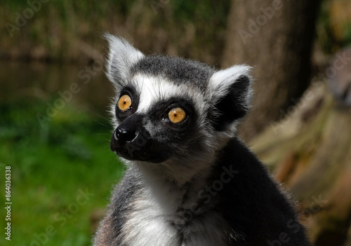 Ring-tailed lemur (Lemur catta)  portrait