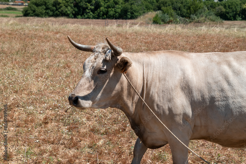 Uma vaca no pasto curiosa em meio a uma fazenda rural Uma vaca no pasto curiosa em meio a uma fazenda rural