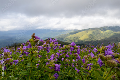 Strobilanthes sessilis, a perennial herb from the Western Ghats, thrives in shaded, moist forests and is known for its vibrant purple flowers and distinctive leaves.