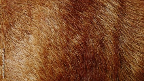 Wallpaper Mural Close-up of abstract brown dog fur in the detail - texture and background Torontodigital.ca