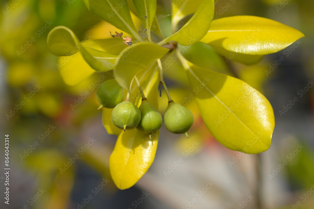 Obraz premium Mock Orange branch with fruit