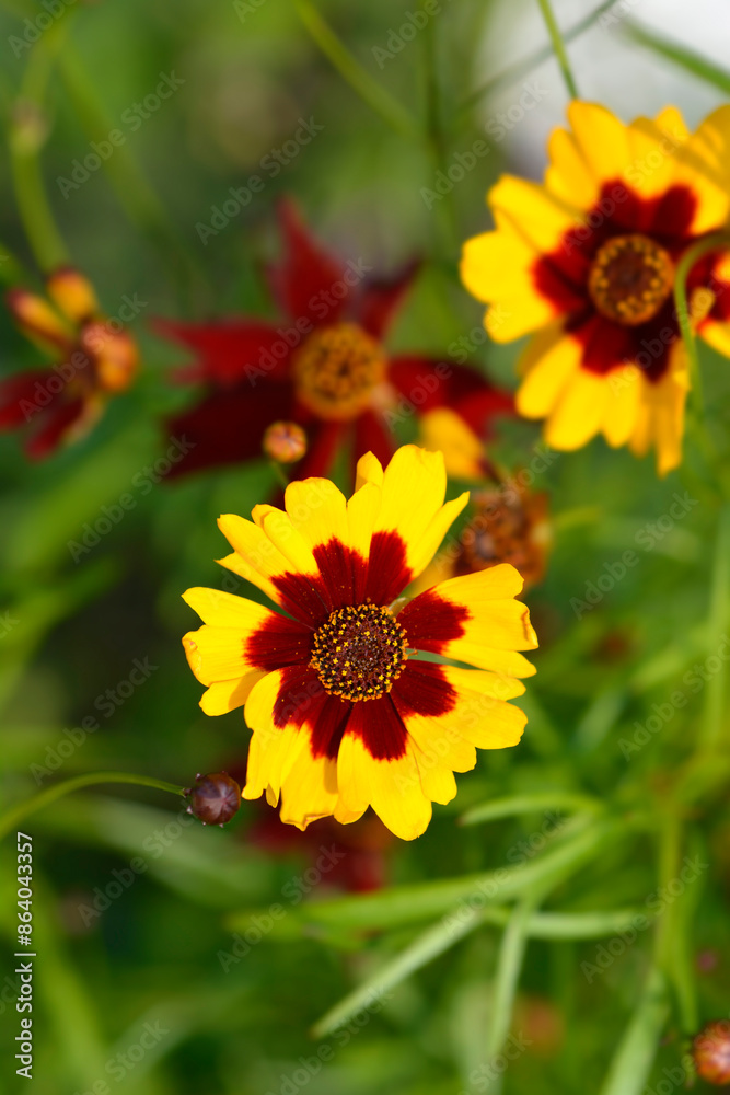 Fototapeta premium Plains tickseed flowers