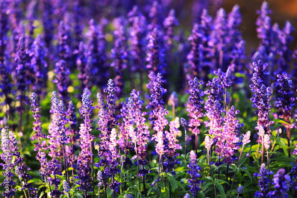 Naklejka premium 朝の光を受ける紫色が美しいファリナセア