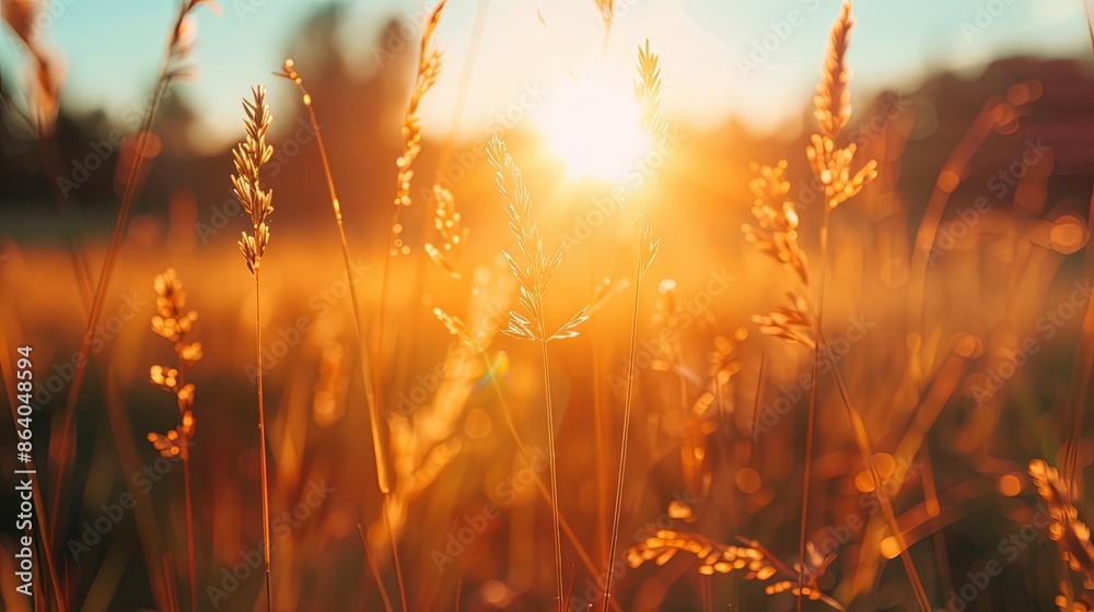 the sun is shining through the grass in a field of tall grass the sun is shining through the grass in a field of tall grass