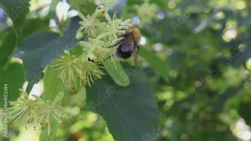 A bumblebee collects nectar on a linden tree