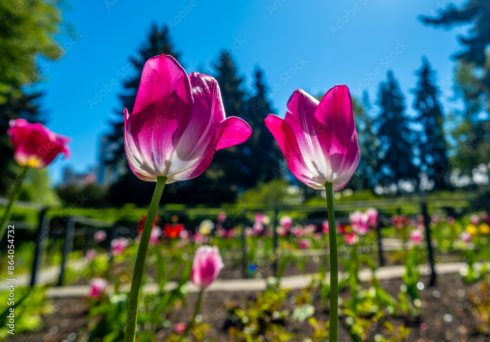 Obraz premium Pink tulips in close-up against the sky.