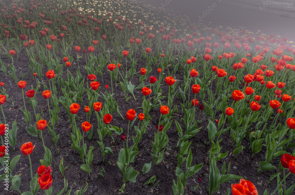 Obraz premium There are a lot of red tulips in the park.