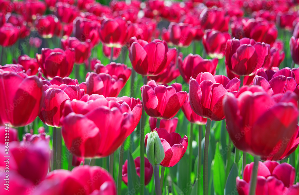 Field of bright tulip flowers Field of bright tulip flowers