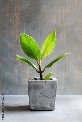 A Small Ficus Plant in a Concrete Pot