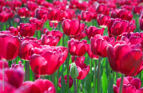 Field of bright tulip flowers