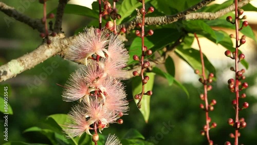 サガリバナにハチがくる