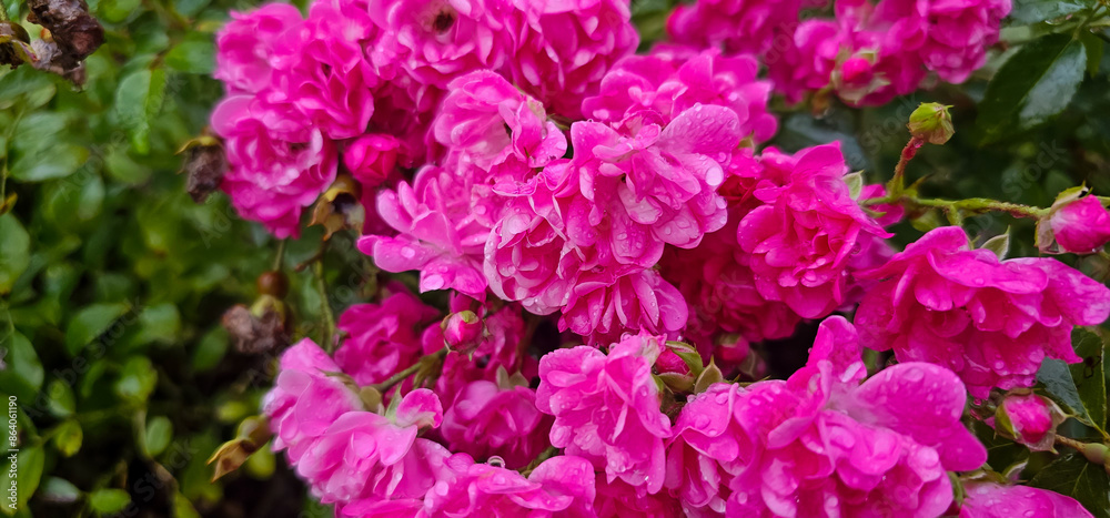 Rosa damascena, more commonly known as the Damask rose, or sometimes as Bulgarian rose, Turkish rose, Taif rose, Arab rose, is a rose hybrid, derived from Rosa gallica and Rosa moschata. Rosa damascena, more commonly known as the Damask rose, or sometimes as Bulgarian rose, Turkish rose, Taif rose, Arab rose, is a rose hybrid, derived from Rosa gallica and Rosa moschata.