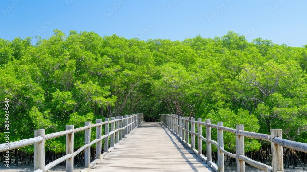 A wooden walkway with railings extends through a vibrant green mangrove forest on a bright, sunny day A wooden walkway with railings extends through a vibrant green mangrove forest on a bright, sunny day