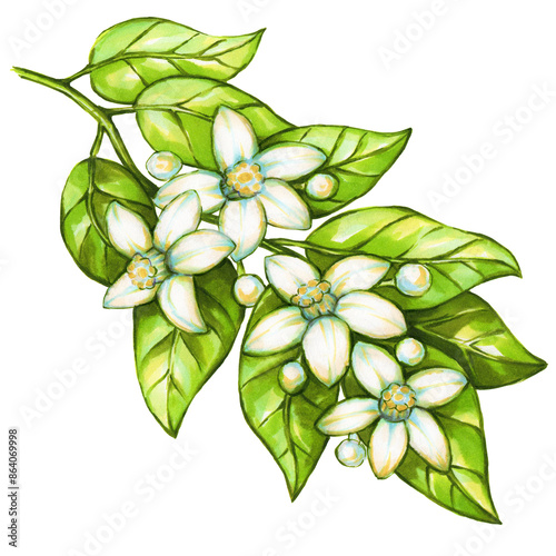 Hand drawn orange flowers on a branch on a white background. Lemon flowers. Watercolor and marker art. Botanical Illustration.