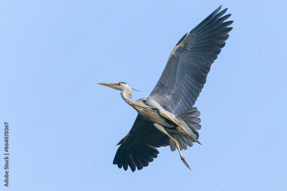 Obraz premium Graureiher im Flug