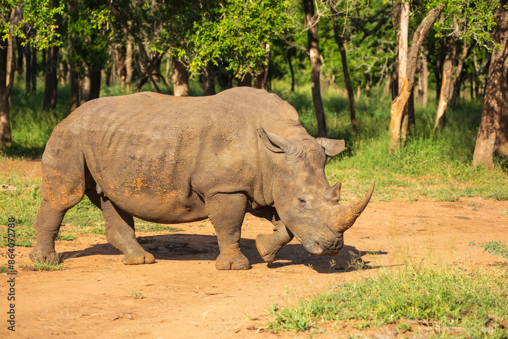 An endangered white rhinoceros (Ceratotherium simum) grazing in grassland, South Africa, Krugen national park, 4k resolution, An endangered white rhinoceros (Ceratotherium simum) grazing in grassland, South Africa, Krugen national park, 4k resolution,