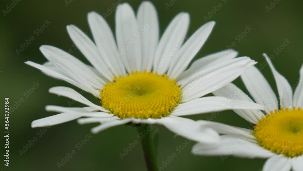 Chamomile. White daisy flowers in a summer field at sunset. Silhouette of blooming Chamomile flowers. Close up slow motion. Nature, flowers, spring, biology, fauna concept Chamomile. White daisy flowers in a summer field at sunset. Silhouette of blooming Chamomile flowers. Close up slow motion. Nature, flowers, spring, biology, fauna concept