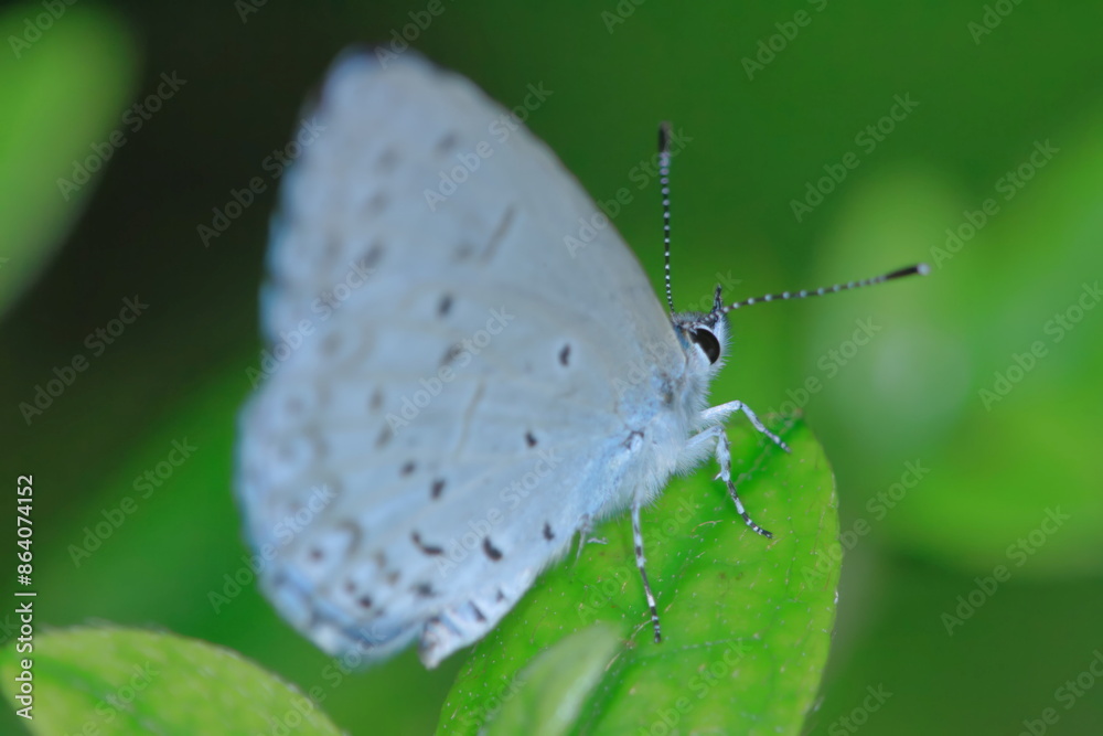 Obraz premium 【ルリシジミ】