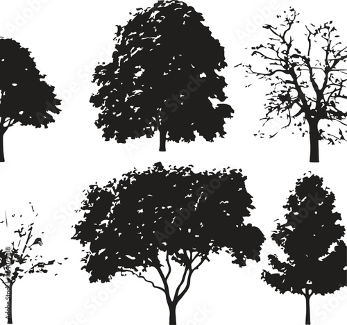 Collection Realistic Group Trees Isolated silhouettes, vector illustrator