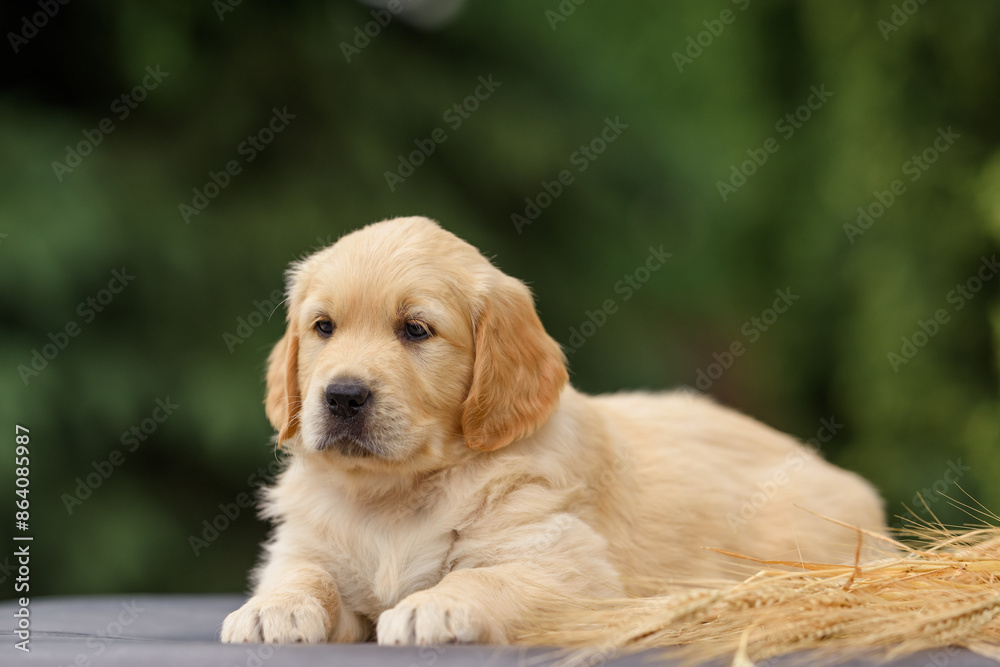 newborn puppy dog golden retriever labrador 1 month old sitting in nature in summer at sunset newborn puppy dog golden retriever labrador 1 month old sitting in nature in summer at sunset