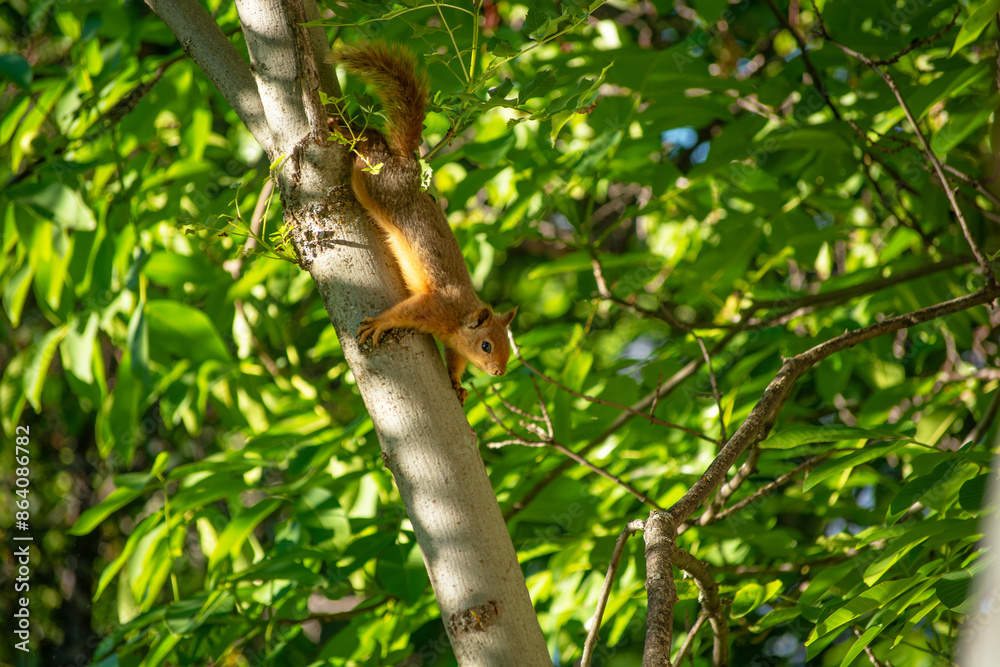 Fototapeta premium A squirrel in a walnut tree