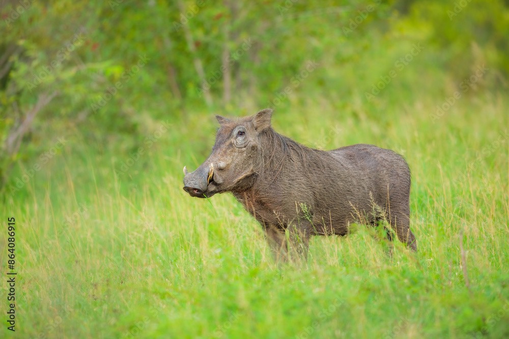 African Pig (Warthog) grazing at a Kruger national park in Africa African Pig (Warthog) grazing at a Kruger national park in Africa