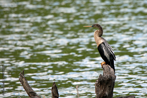 Anhinga perched on a tree stump facing to the left photo