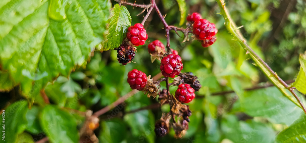 Blackberries grow in the garden. Ripe and unripe blackberries on a bush. selective focus. Blackberries grow in the garden. Ripe and unripe blackberries on a bush. selective focus.