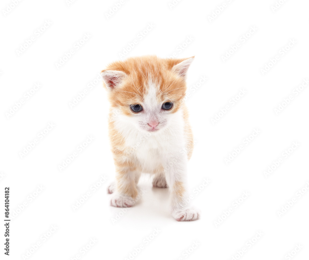 Obraz premium Little red kitten.