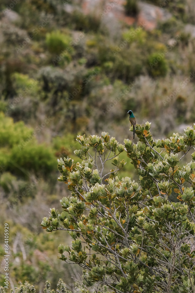 Orange-breasted sunbird perched on a plant in South Africa Orange-breasted sunbird perched on a plant in South Africa