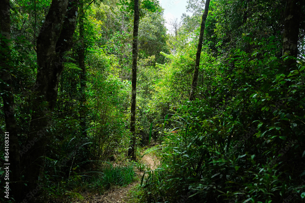 A peaceful forest path, bathed in soft light, offers a tranquil escape. Lush greenery surrounds the path, creating a sense of serenity. A peaceful forest path, bathed in soft light, offers a tranquil escape. Lush greenery surrounds the path, creating a sense of serenity.