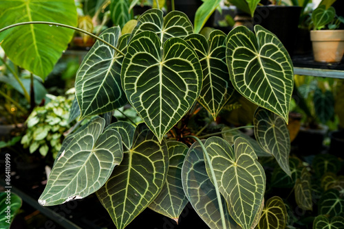 Photos close up of anthurium clarinervium leaves, tropical garden, indoor plants