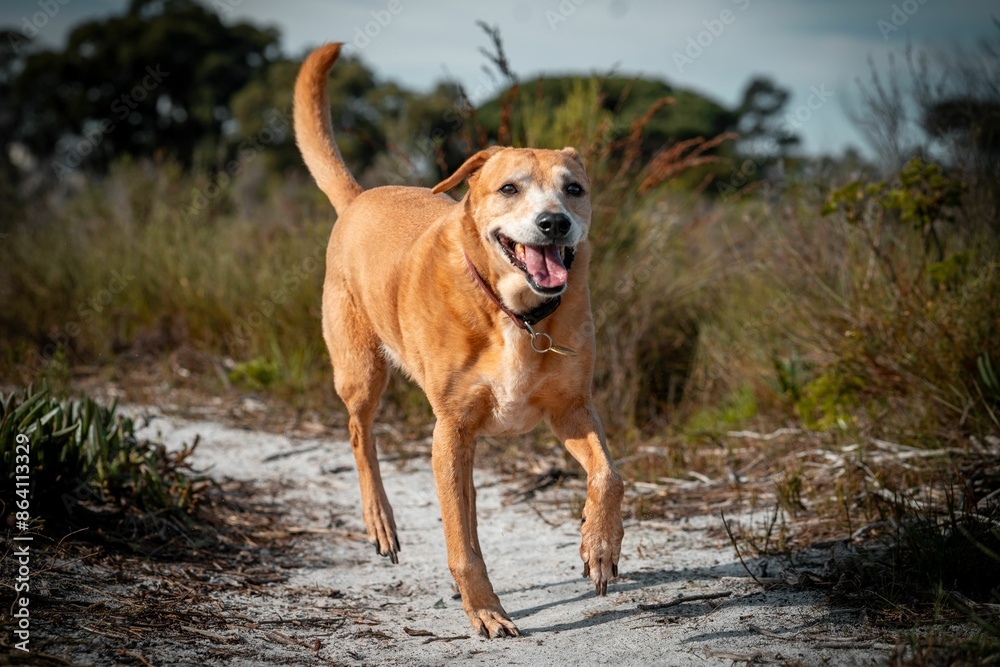 Happy brown dog running on a trail in a natural outdoor setting with greenery and trees. Happy brown dog running on a trail in a natural outdoor setting with greenery and trees.