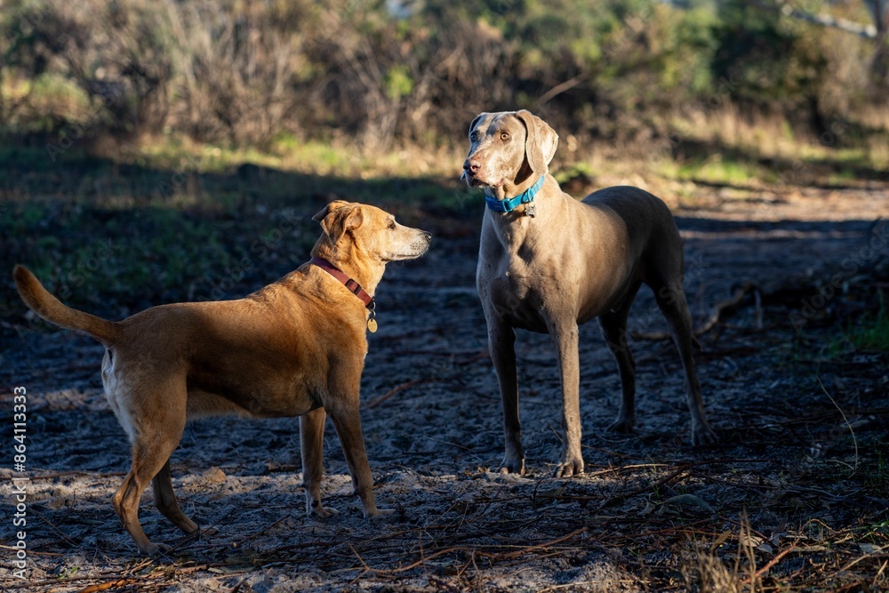 Dogs standing on a forest path, facing each other on a sunny day. Dogs standing on a forest path, facing each other on a sunny day.